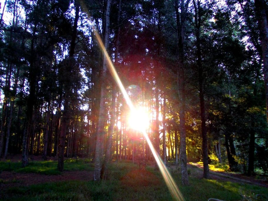 Magical forest behind the cottage