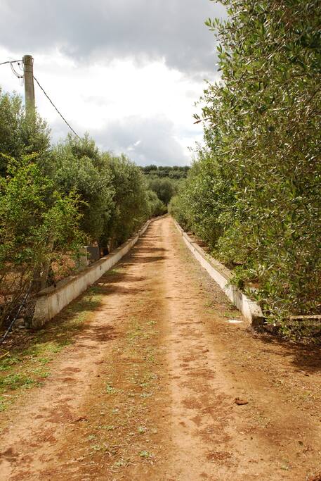 Viale
