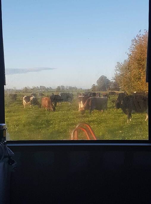 Out the Master bedroom window