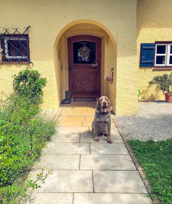 This is our friendly dog, Syra