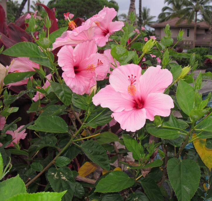 Hibiscus flowers everywhere