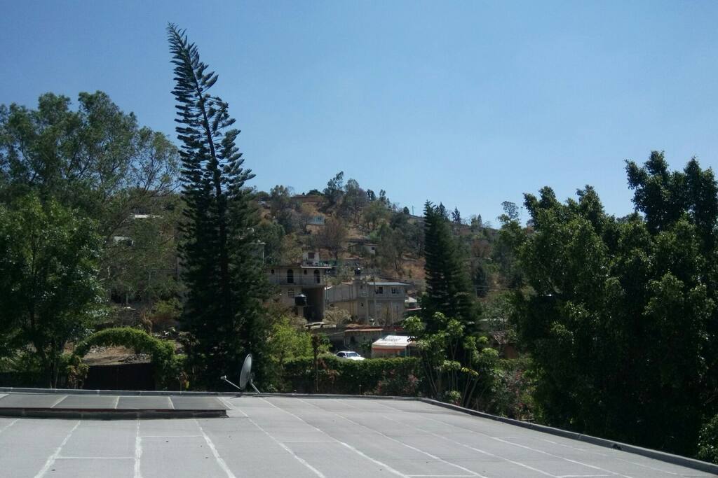 Una de las araucarias que dan nombre a nuestra casa.