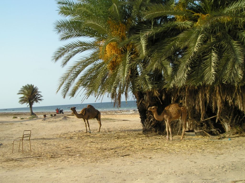 Two camels are seen near a palm tree on a sandy beach. A single chair is positioned nearby, with a backdrop of the sea and additional palm trees. The environment reflects a serene, natural landscape that offers a glimpse of local life.
