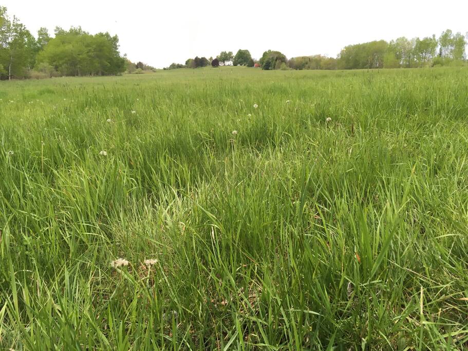looking toward the house from the back of the field