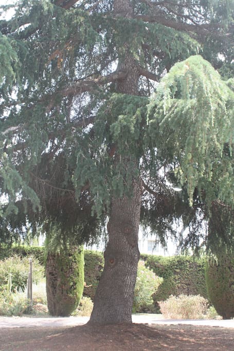 Notre magnifique arbre