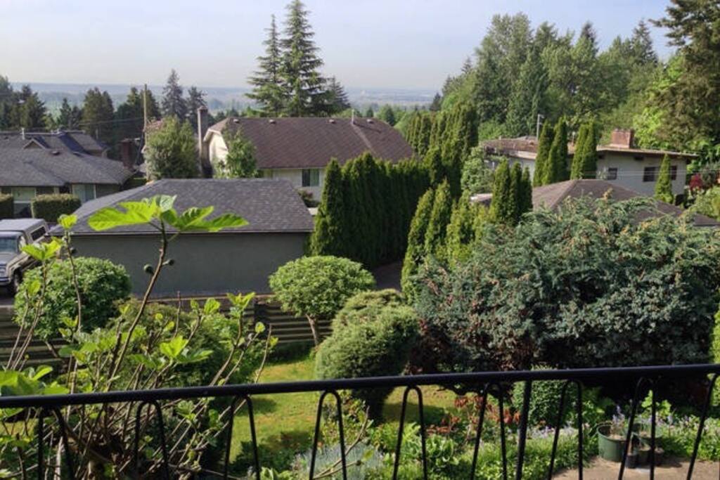 View of the back yard