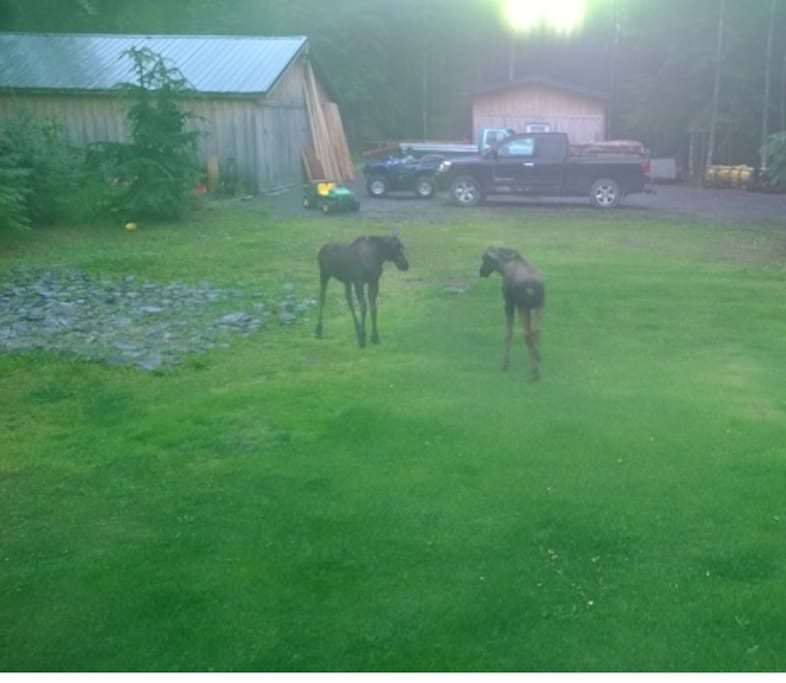 Chance to see Wildlife playing in the yard!