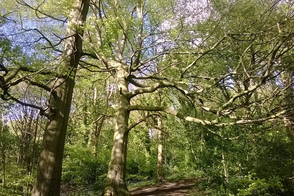 5 minutes and you are away from it all in the woods