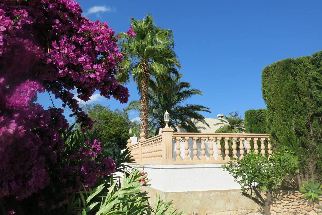 Buganvilla