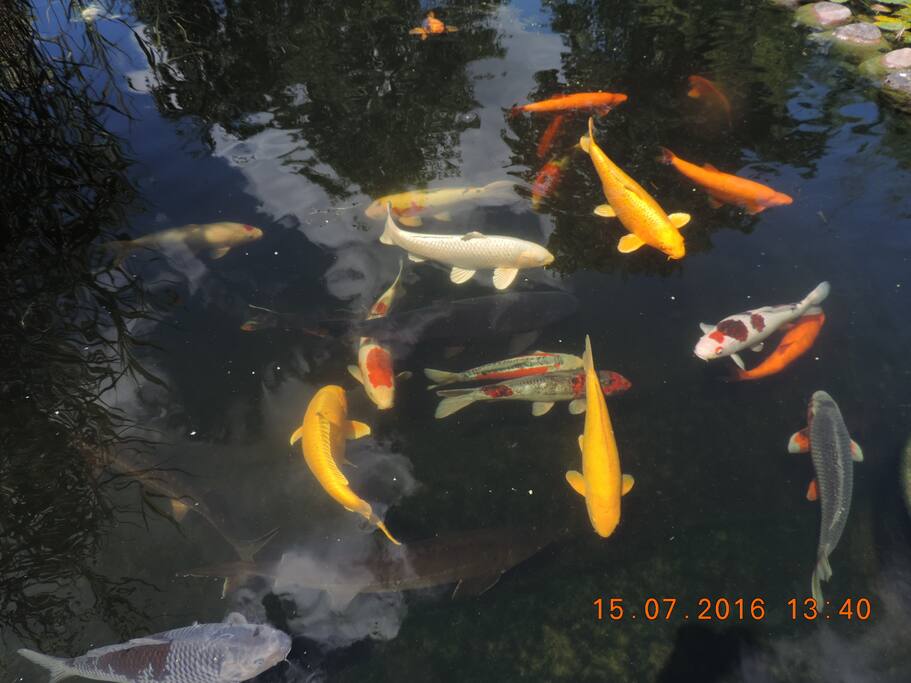 nos amies les carpes koïs
