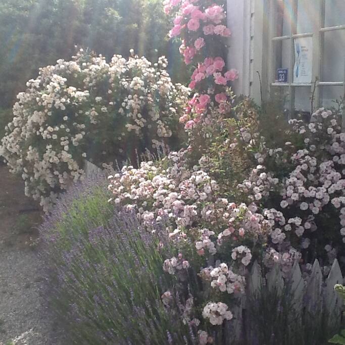 Cottage Garden