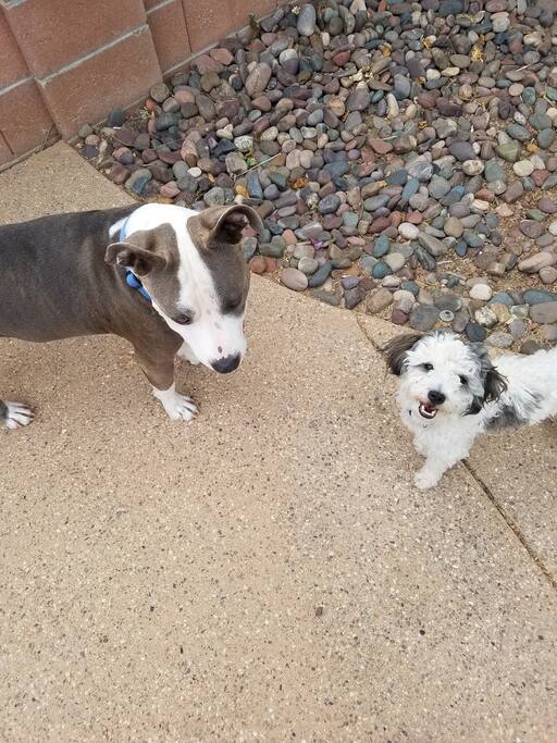 Our pets