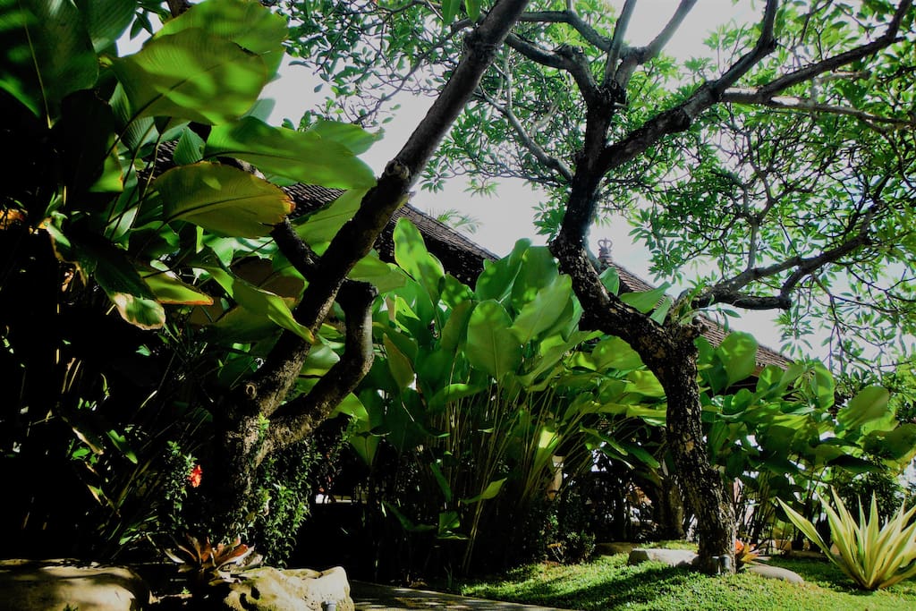 The garden by the front of you room.