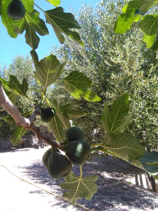 Piante da frutto in prossimità della casa
