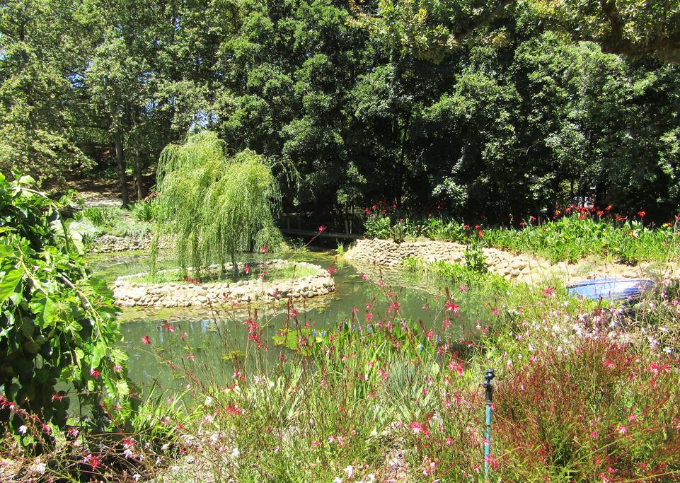 Our Pond