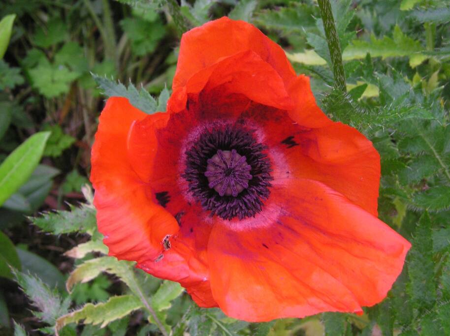 We have so many poppyies in the garden