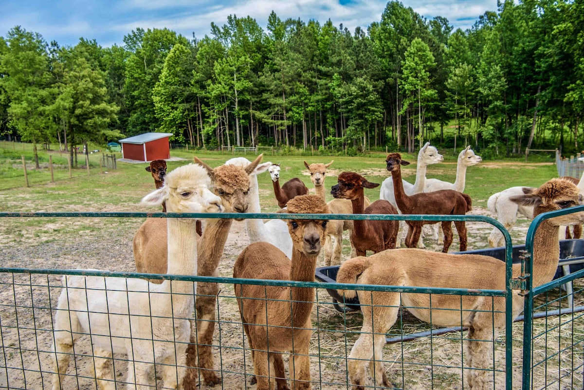 A group of friendly alpacas is gathered near a fenced area, each displaying unique fur colors. Lush green trees create a serene backdrop, and a small red barn can be seen in the distance, emphasizing the farm's welcoming and rustic environment.