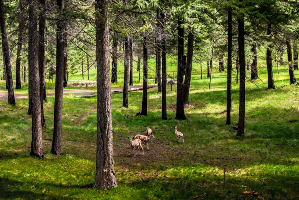 25 acres with wildlife