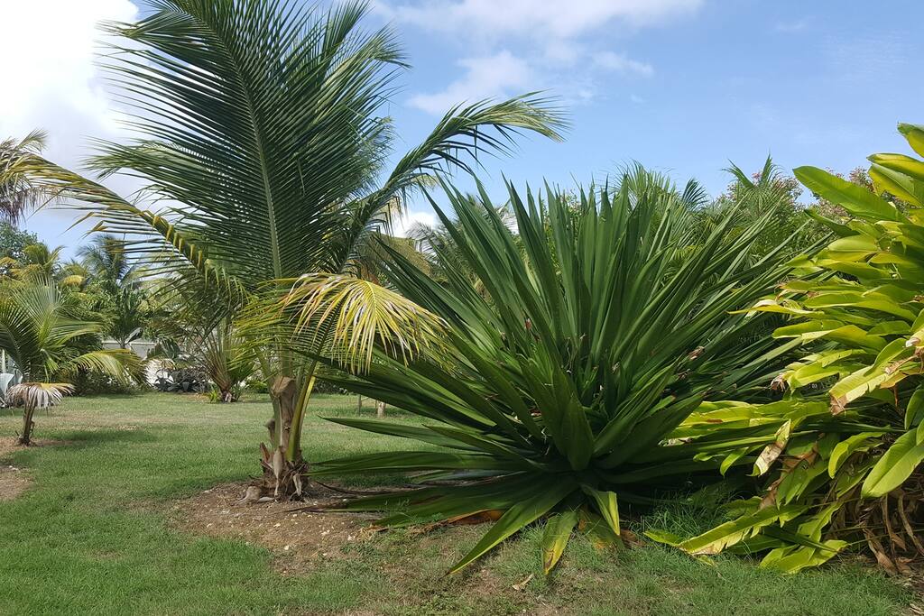Jardin