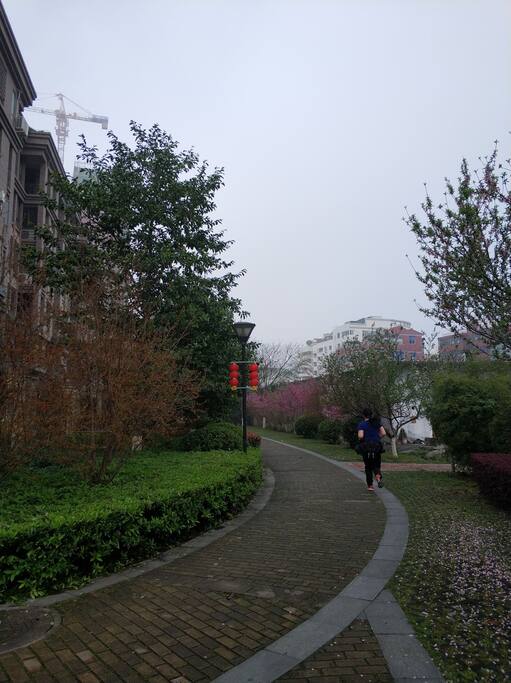 桃花盛开的小径