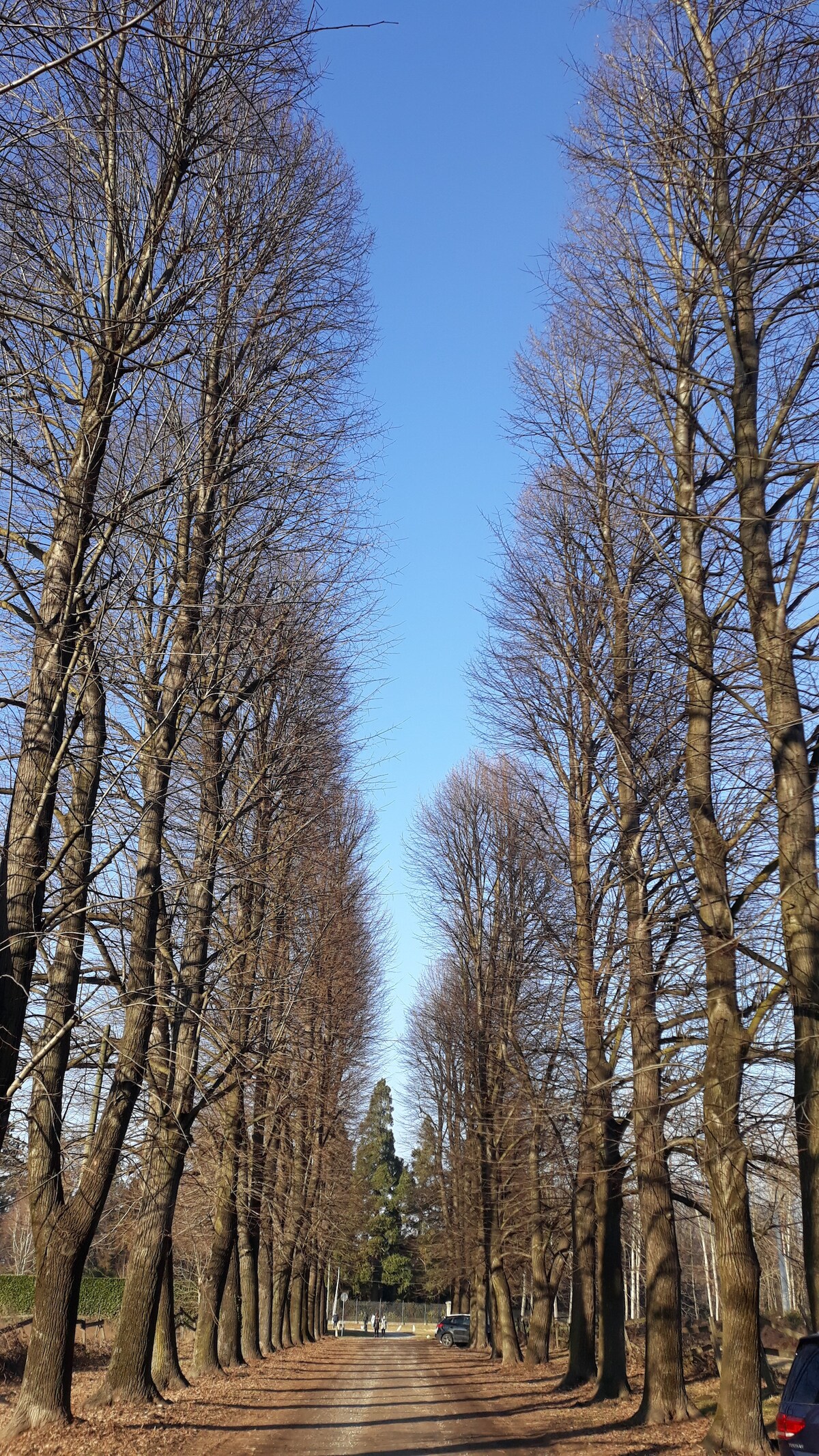 A tree-lined pathway is seen stretching into the distance, flanked by tall bare trees on either side. The ground is covered with fallen leaves, and a clear blue sky is overhead, creating a serene and open atmosphere.
