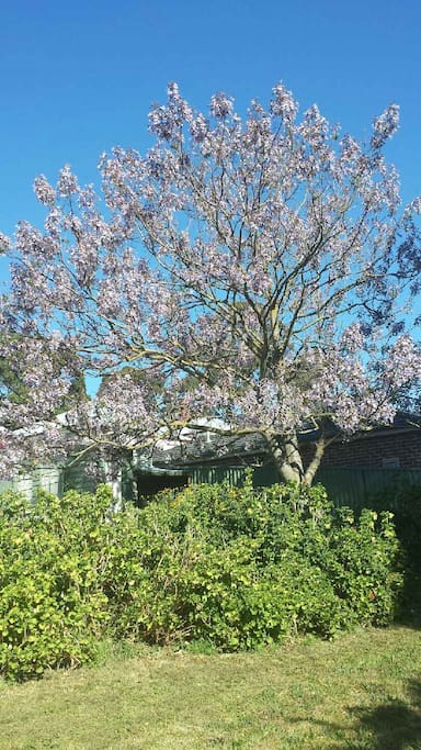 Magnificent Paulownia tree.