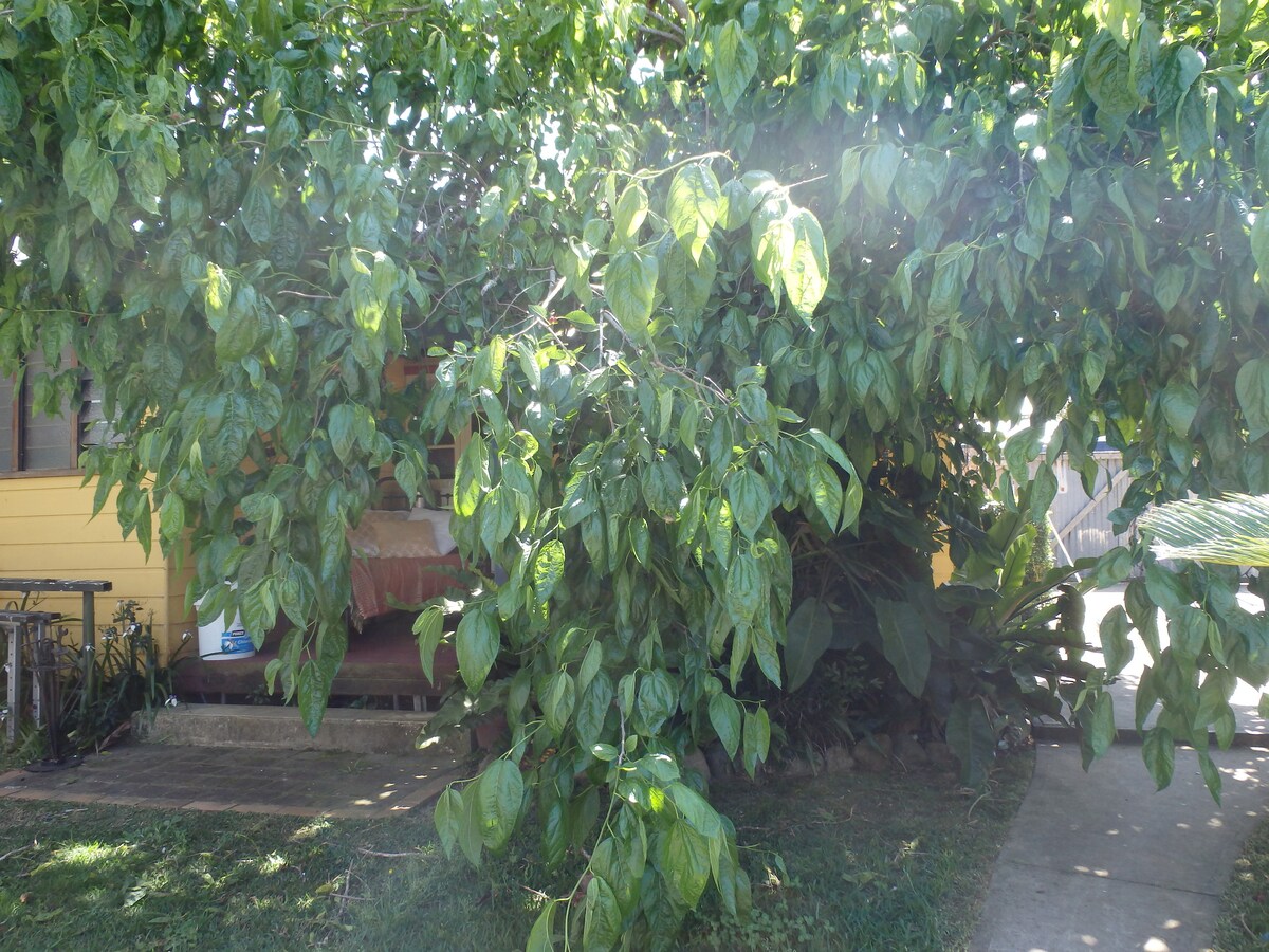 A large tree with abundant green leaves provides shade in the garden. The vibrant foliage partially obscures a yellow house in the background, which features a rustic outdoor seating area. The paved walkway leads towards the house, surrounded by lush grass and other greenery.