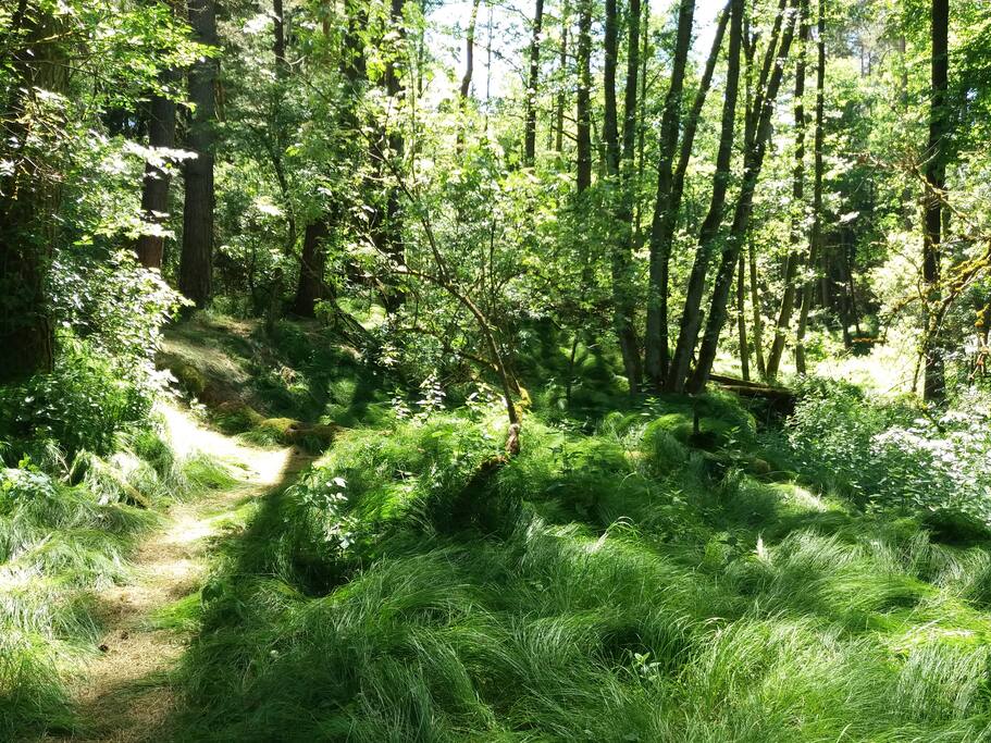 Fairytale forest