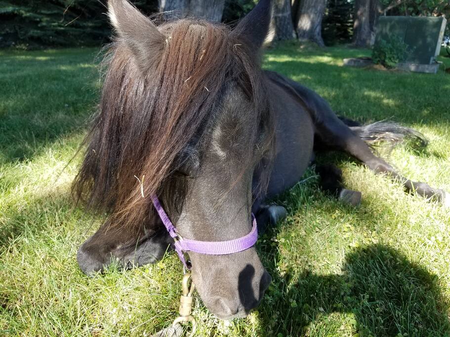 I would love some carrots and being petted please