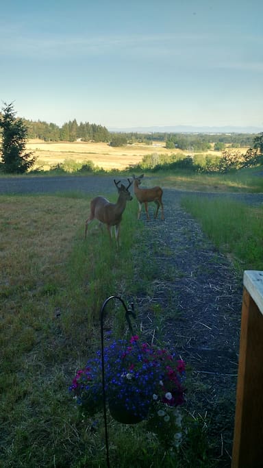 front porch view with local wildlife.