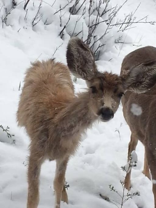 Our neighbors!