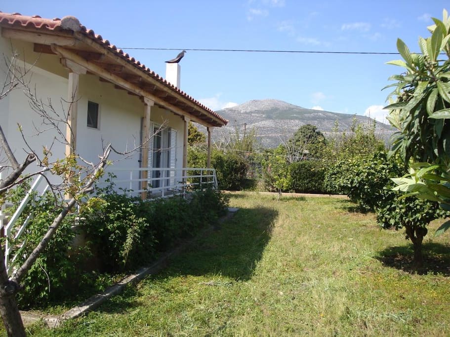 The garden