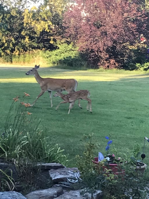 Deer in the yard