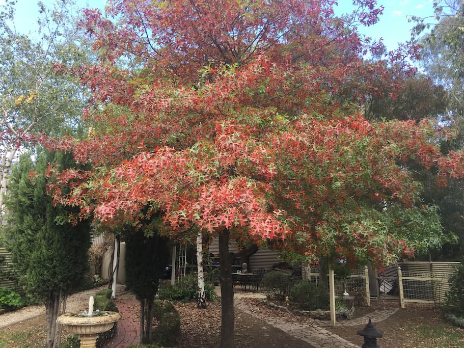 The beautiful Oak tree that stands majestically in front of the tiny house. This was taken last autumn. All my guests are very welcome to spend time in the garden during their stay.