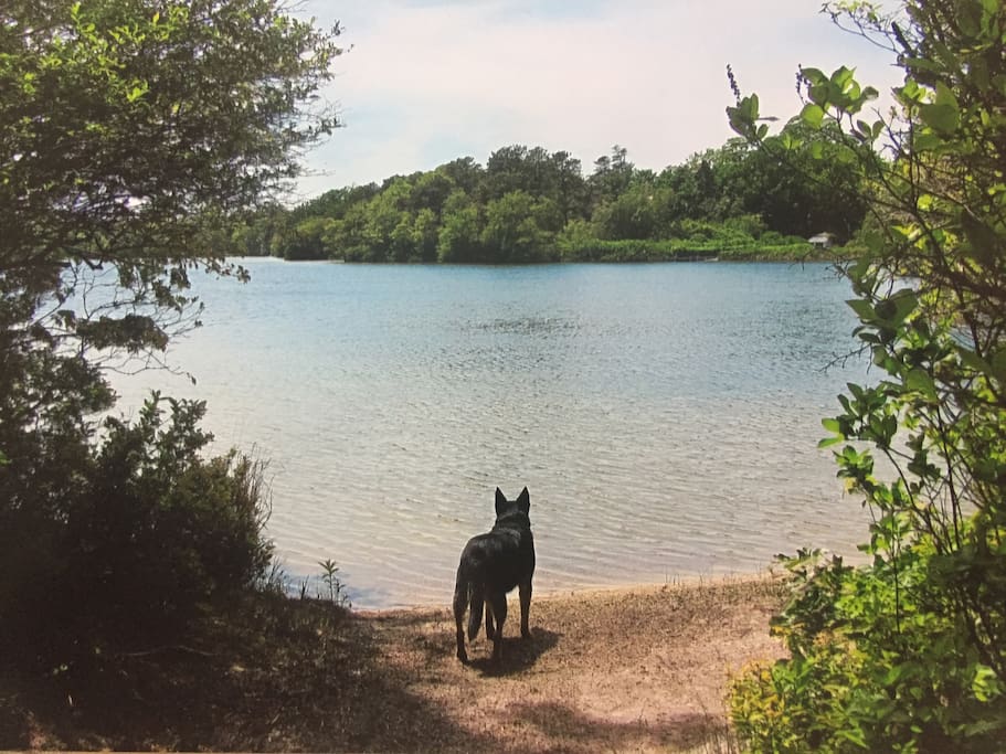 Your private Lake Beach-the water is clean, warm, and ideal for swimming!