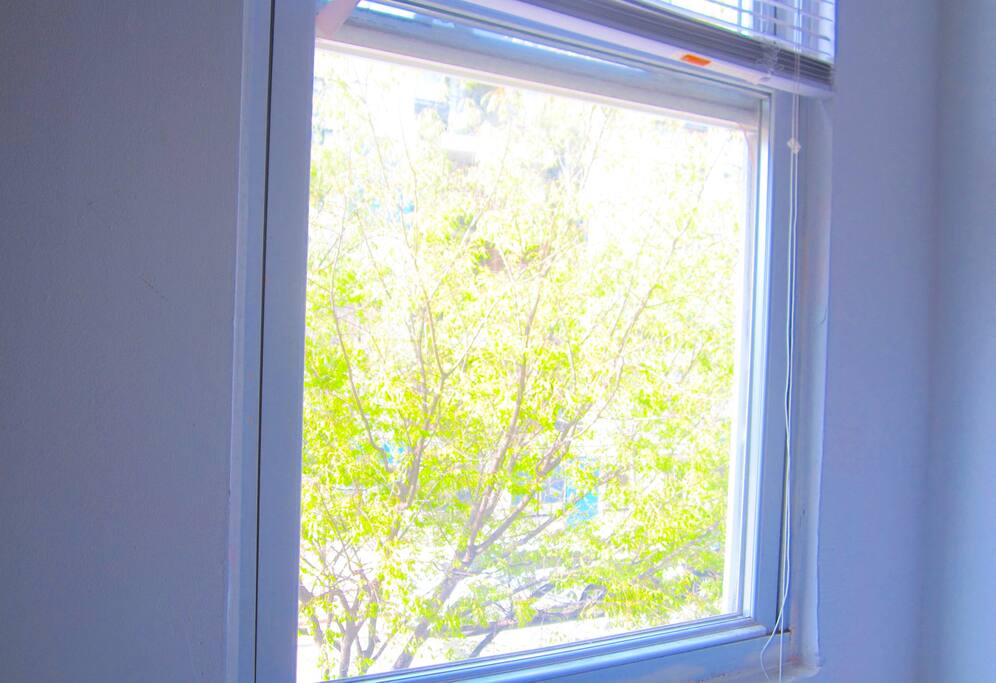 Window facing the Beautiful trees