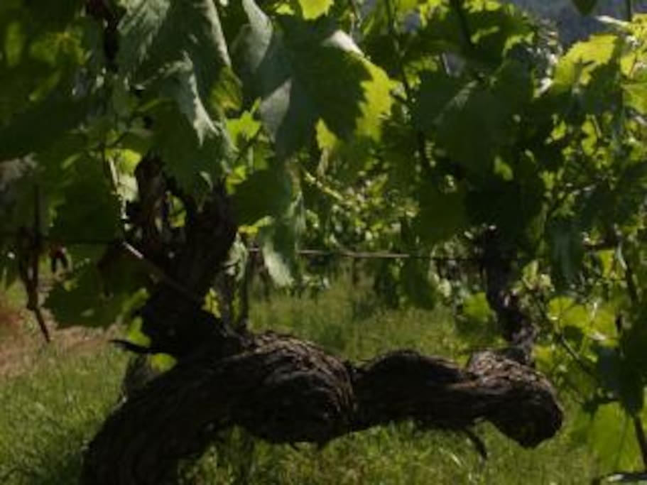 Le nostre vigne