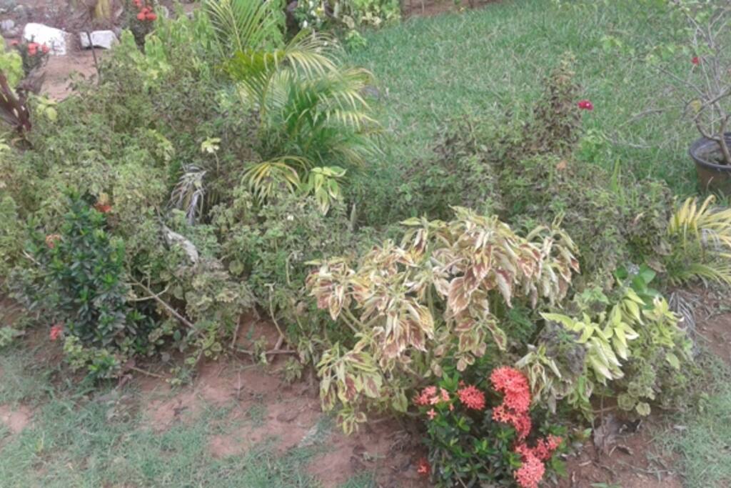 border flowers
