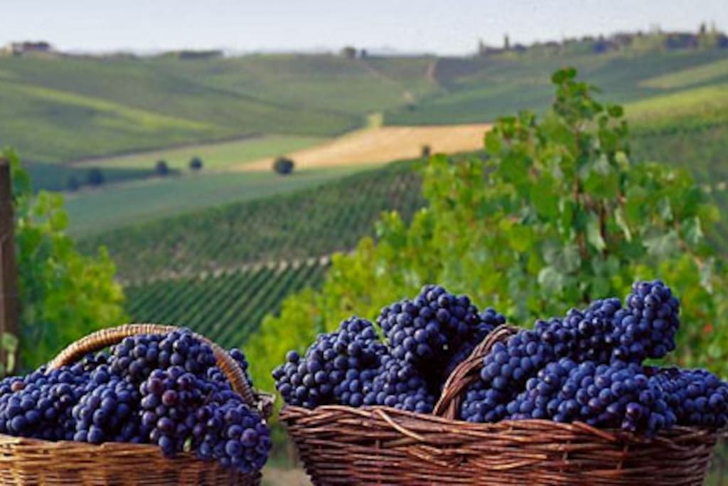 la vendemmia in langa
