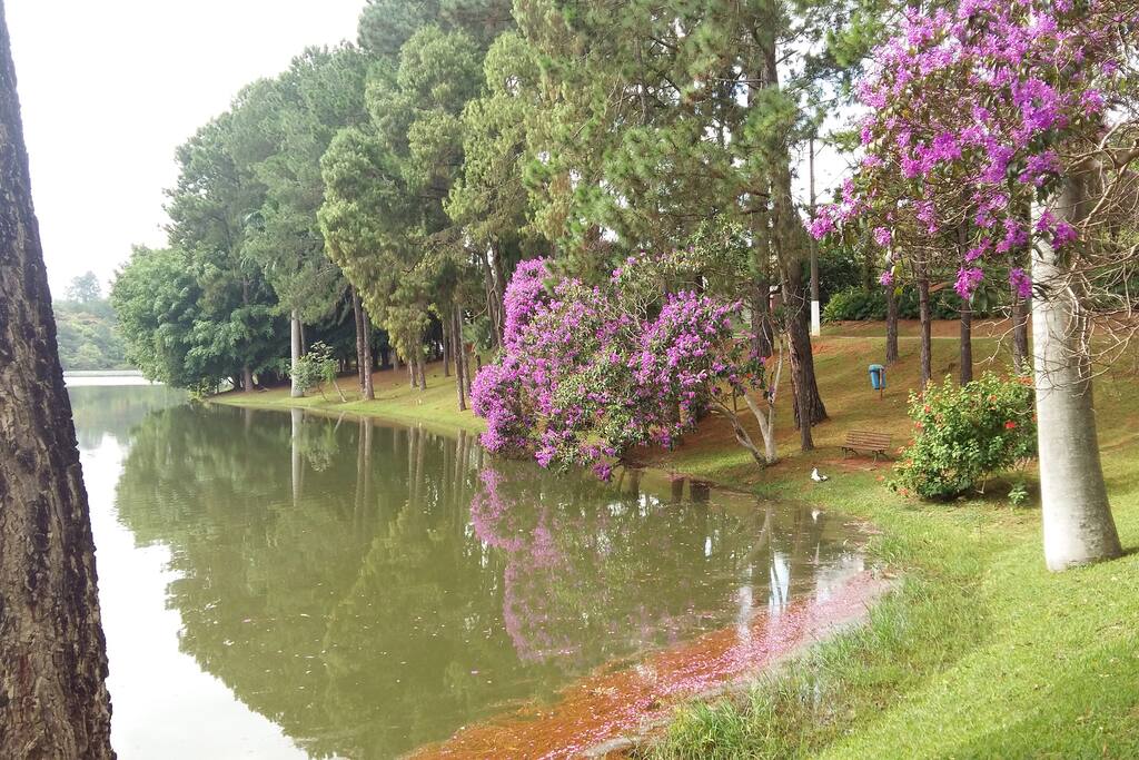 Quaresmeiras floridas