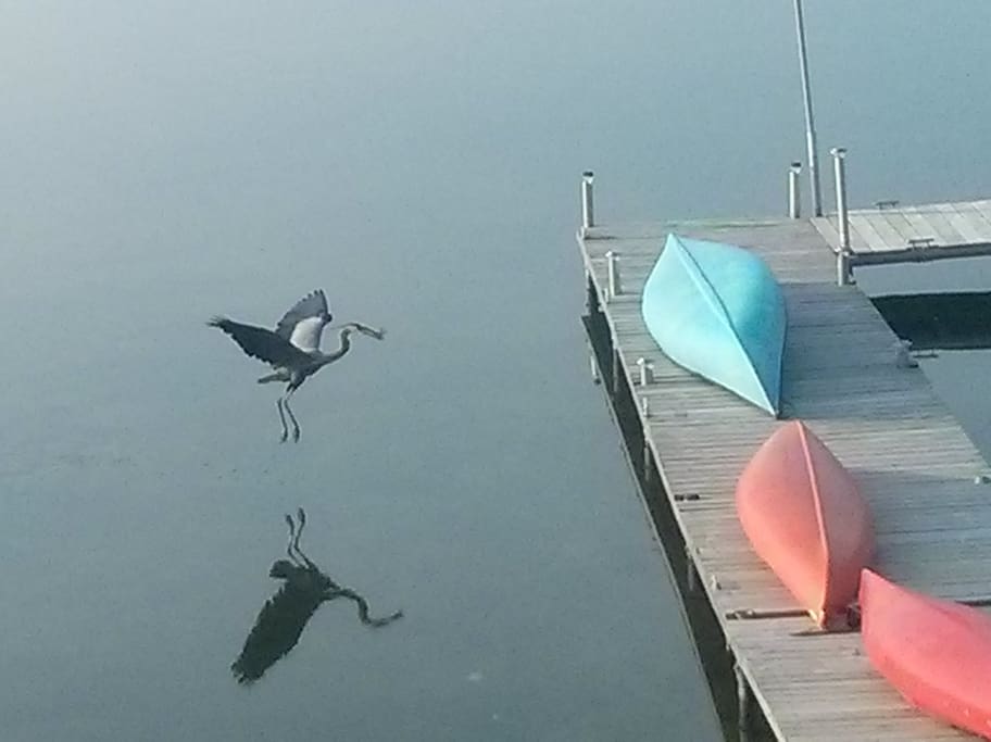 On the migratory bird route, sights like this heron landing on our dock are a regular occurrence.