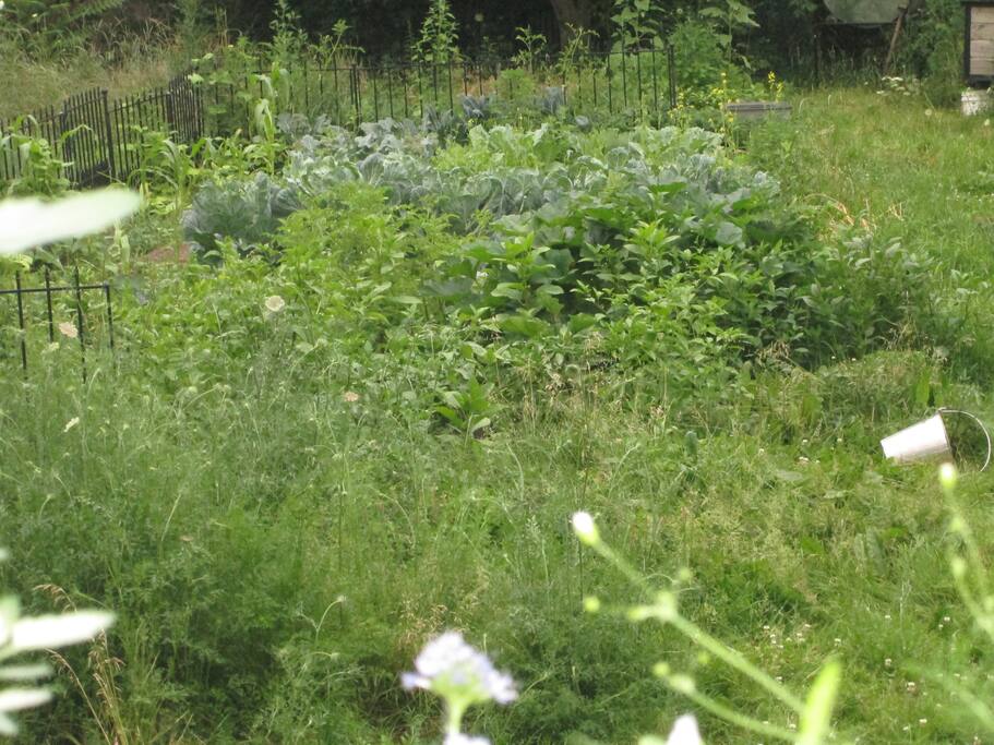 Guests are welcome to harvest from our garden...just give a little time to weeding is all we ask!