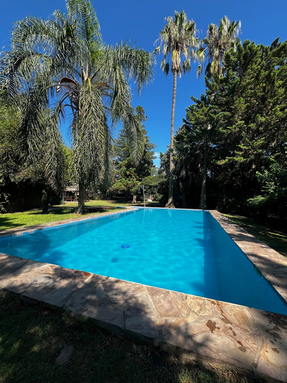 A large swimming pool is surrounded by lush greenery and tall palm trees. Sunlight reflects off the clear blue water, creating a serene atmosphere. The pool is framed by a stone patio and offers a spacious area for relaxation.