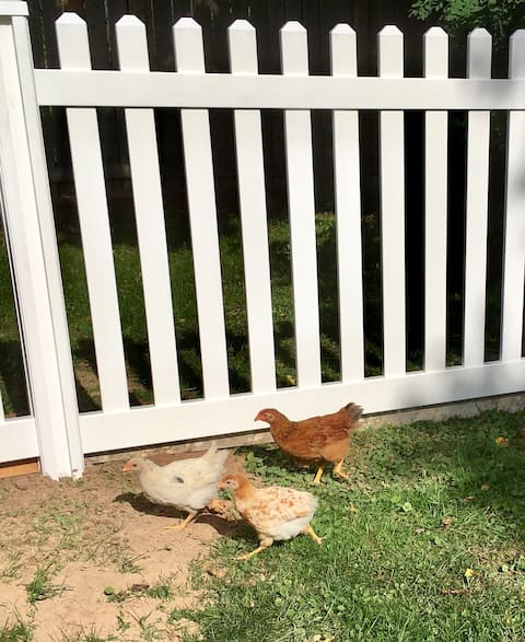 The Urban Farm House 15 min walk to falls Sleeps 5