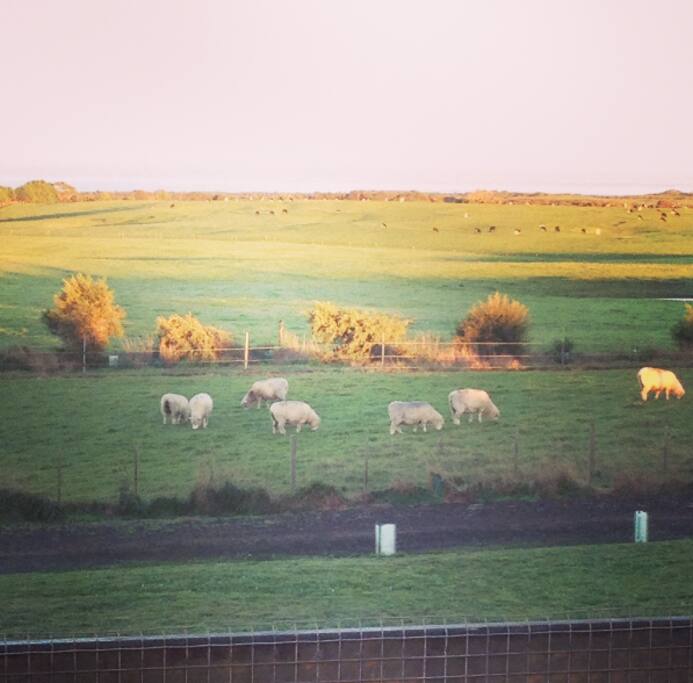 Livestock, peace and space