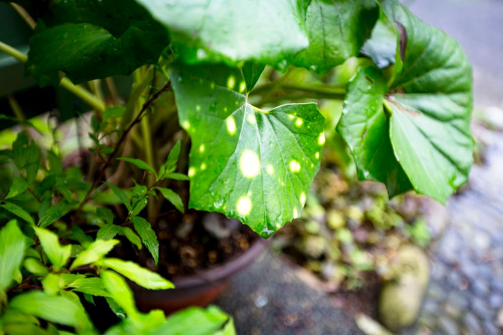 葉の中にほたるが居るように見える、この植物からの宿名になりました