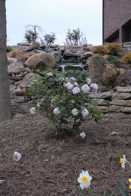 Judi Viburnum in wooded area blooms 3-4 weeks in spring and smells amazing.