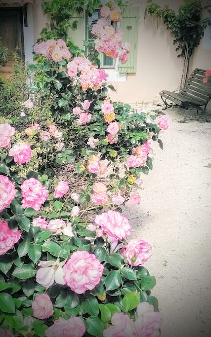 Des roses parfumées à chaque coin du jardin...