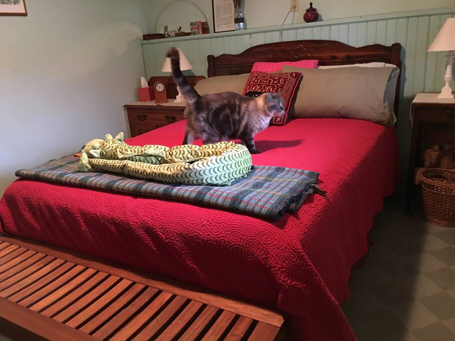 Ariel, one of our kitties, inspecting the room.
