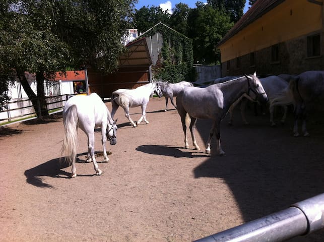 Lipizzaner and Schilcher